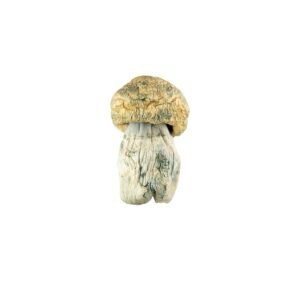Avalanche.jpg 🍄 Avalanche Magic Mushrooms