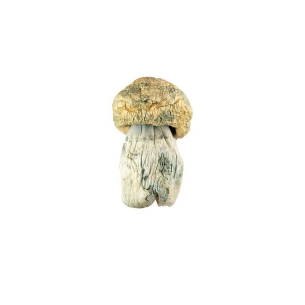 🍄 Avalanche Magic Mushrooms