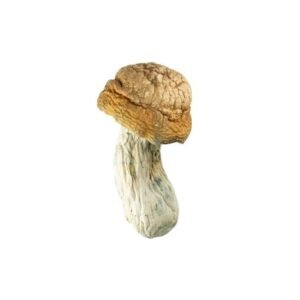 Goldmember-510x510-1.jpg 🍄 Goldmember – Premium Psilocybe Cubensis