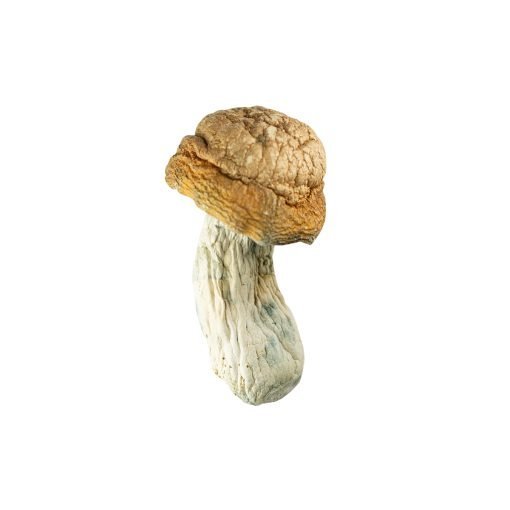 🍄 Goldmember – Premium Psilocybe Cubensis
